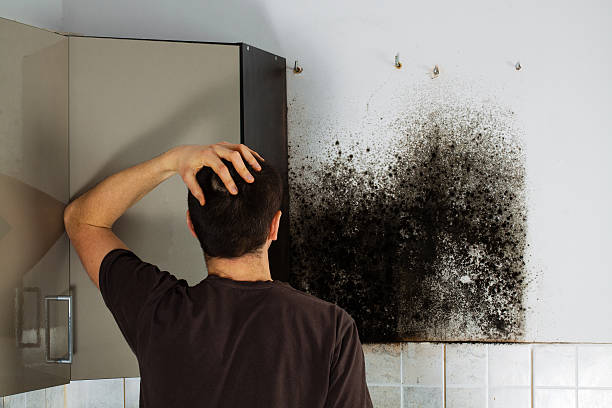 Best Kitchen Mold Remediation in Uniontown, OH