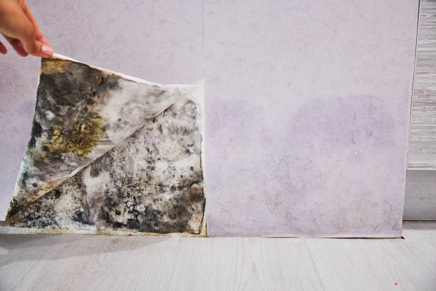 Best Post-Flood Mold Remediation in Uniontown, OH